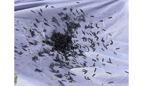 Улсын хэмжээнд ойн хөнөөлт шавж устгахад 600 мянган литр бодис ашиглана