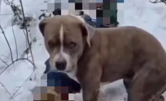 Энэтхэг: Цасан шуурганд төөрч осолдсон эзнээ нохой нь орхилгүй сахисаар байжээ